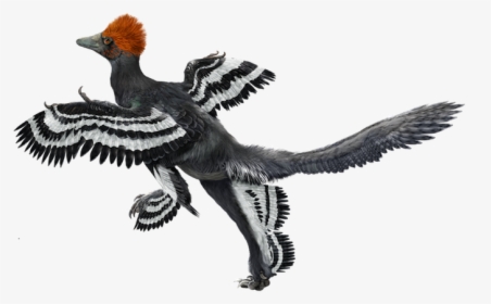 Anchiornis Huxleyi, HD Png Download, Transparent PNG