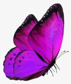 Glowing Butterfly For Editing, HD Png Download, Transparent PNG