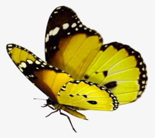 Beautiful Butterfly Png - Real Transparent Background Butterfly Png, Png Download, Transparent PNG