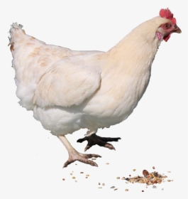 White Chicken Png Image - Hen Chicken Png, Transparent Png, Transparent PNG
