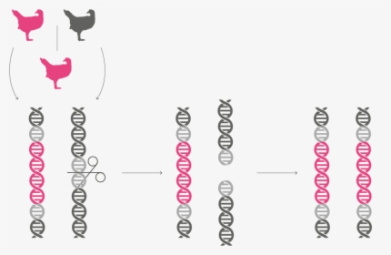 Genedrive-chromosome - Graphic Design, HD Png Download, Transparent PNG