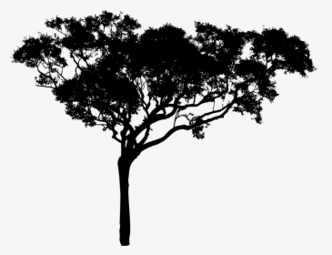 Tall Tree Silhouette - Free Tree Vector Png, Transparent Png, Transparent PNG