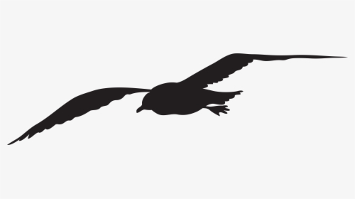 Gulls Silhouette Bird Clip Art - Seagull Clip Art, HD Png Download, Transparent PNG