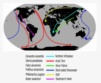 Red Crab Migration Map, HD Png Download, Transparent PNG