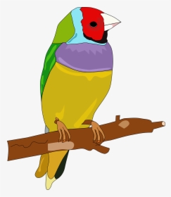 Bird Passerine Color Drawing Feather - Hewan Burung Dengan Warna, HD Png Download, Transparent PNG