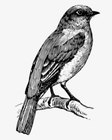Bluebird Clipart Black And White, HD Png Download, Transparent PNG