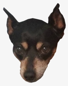 Toy Manchester Terrier, HD Png Download, Transparent PNG