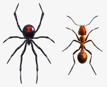 Widow Spiders Royalty - Royalty Free Black Widow Spider, HD Png Download, Transparent PNG