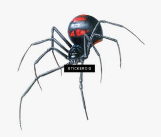 Black Widow Spider PNG Images, Transparent Black Widow Spider Image  Download - PNGitem