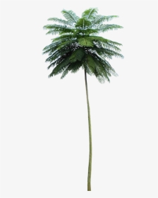 Tropical Plant Pictures - Schizolobium Parahyba Png, Transparent Png, Transparent PNG