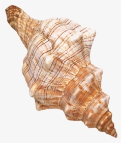 Seashell Background Transparent - Sea Shells With Transparent Background, HD Png Download, Transparent PNG