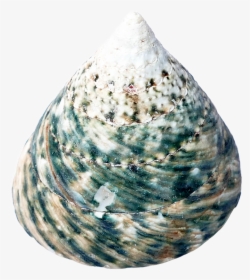 Seashell Restaurant Cockle Clip Art Transprent Png - Seashell, Transparent Png, Transparent PNG