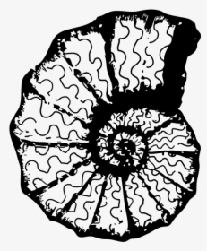 Vector Monochrome Image Of A Sea Shell - Sea Shell Clip Art, HD Png Download, Transparent PNG