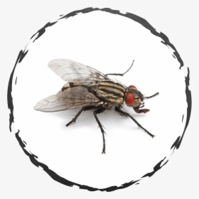 Central Exterminating Services, HD Png Download, Transparent PNG
