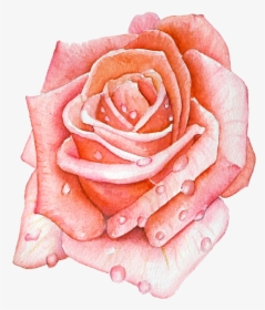 Ashleychase Watercolor Rose - Garden Roses, HD Png Download, Transparent PNG