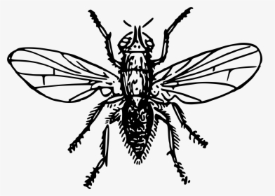 Flies Clipart Insect Wing - Onion Fly Drawing, HD Png Download, Transparent PNG