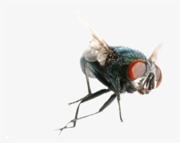 House Fly, HD Png Download, Transparent PNG
