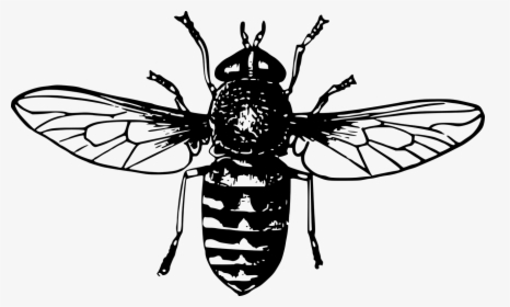 Honey Bee Queen Drawing, HD Png Download, Transparent PNG