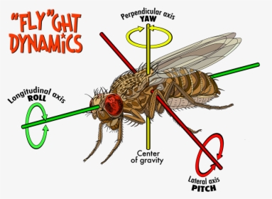 Structure Of Fruit Fly, HD Png Download, Transparent PNG
