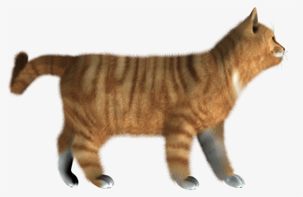Cat Png Image Kitten Png - Cat Side View Transparent, Png Download, Transparent PNG