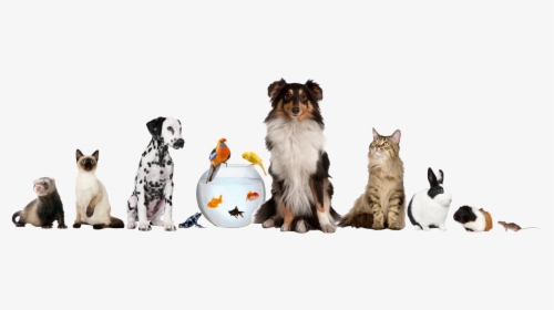 Pet Sitting Dog Daycare Cat - Different Pets, HD Png Download, Transparent PNG