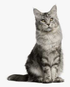 Pet Sitting Feral Cat Dog - Sitting Cat Transparent Background, HD Png Download, Transparent PNG