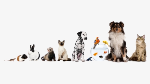 Blessing Of Animals, HD Png Download, Transparent PNG