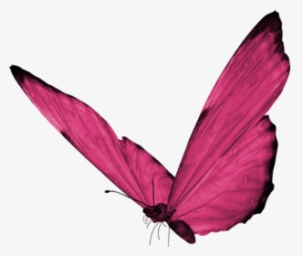 #butterfly #pinkbutterfly #pink #hotpink #cute #pretty - Pink Butterfly Png Hd, Transparent Png, Transparent PNG