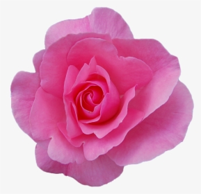 Transparent Roses Png Transparent - Damask Rose Png, Png Download, Transparent PNG
