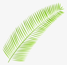 Palm-leaf - Clipart Palm Leaves Png, Transparent Png, Transparent PNG