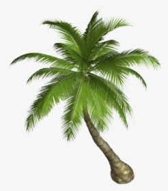 Palm Tree Png - Palm Tree Png Hd, Transparent Png, Transparent PNG