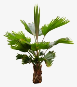 Nature Tree Palm Free Photo - Fronda De Arboles Png, Transparent Png, Transparent PNG