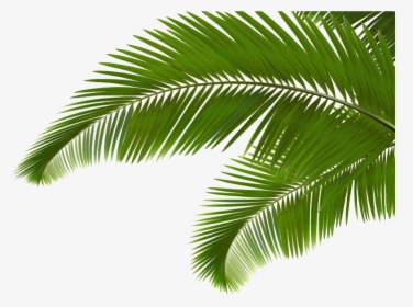 Arecaceae Leaf Frond Clip - Palm Leaves, HD Png Download, Transparent PNG