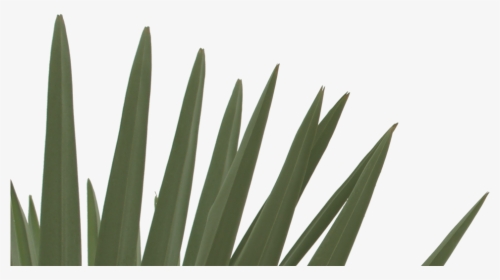 Grass, HD Png Download, Transparent PNG