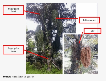 Asian Palmyra Palm , Png Download - Attalea Speciosa, Transparent Png, Transparent PNG