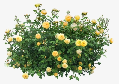 Shrub Flowering Plant Rose - Flower Plants Png, Transparent Png, Transparent PNG