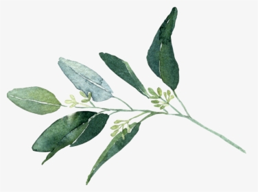 Seeded Eucalyptus - Bay Laurel, HD Png Download, Transparent PNG