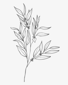 Eucalyptus Essential Oils And Products - Sketch, HD Png Download, Transparent PNG