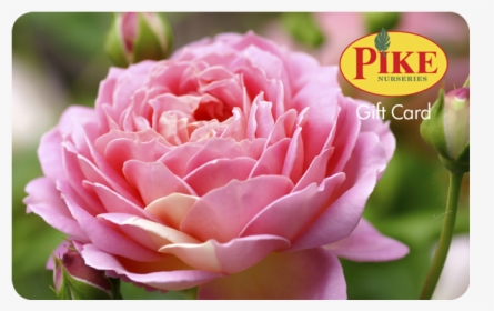 Rose Gift Card - Hybrid Tea Rose, HD Png Download, Transparent PNG