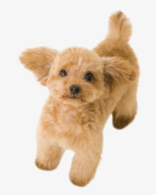 Thumb Image - Transparent Toy Poodle Png, Png Download, Transparent PNG