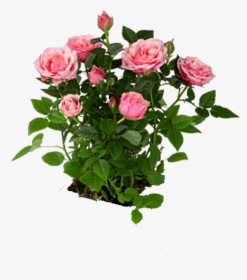 Mini Rose Plant, HD Png Download, Transparent PNG