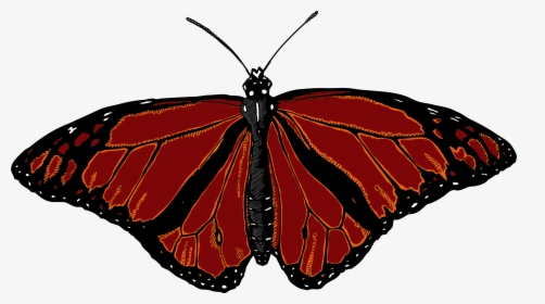 Monarch Butterfly With White Background, HD Png Download, Transparent PNG