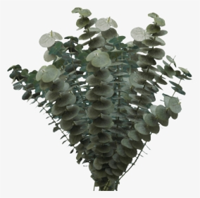 Houseplant, HD Png Download, Transparent PNG