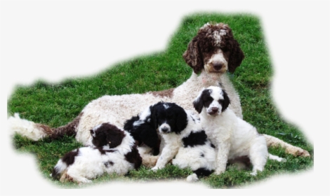 Interlaced Biiggest Size Picture Puppy Right Hand Corner - Poodle, HD Png Download, Transparent PNG