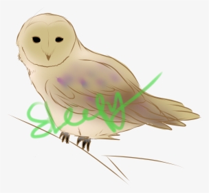 Snowy Owl , Png Download - Barn Owl, Transparent Png, Transparent PNG