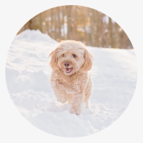 Dsc 3245 Edit 1 - Labradoodle, HD Png Download, Transparent PNG