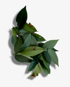 Leaves - Buttonbush, HD Png Download, Transparent PNG