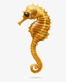 Seahorse Picture White Background, HD Png Download, Transparent PNG