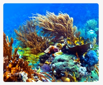 Marine Biology, HD Png Download, Transparent PNG
