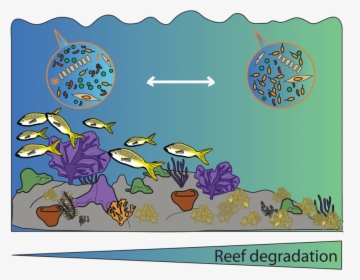 The Coral Reef Microbiome - Illustration, HD Png Download, Transparent PNG